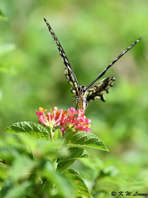 Papilio xuthus DSC_1619