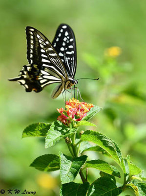 Papilio xuthus DSC_1624