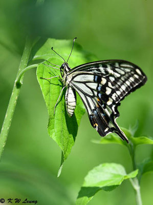 Papilio xuthus DSC_1825