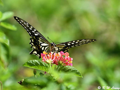 Papilio xuthus DSC_1666