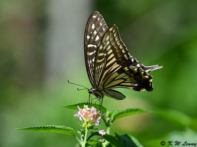 Papilio xuthus DSC_2092