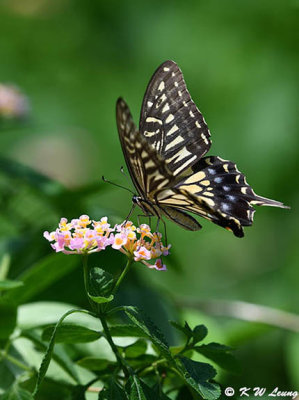 Papilio xuthus DSC_2134