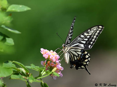 Papilio xuthus DSC_1803