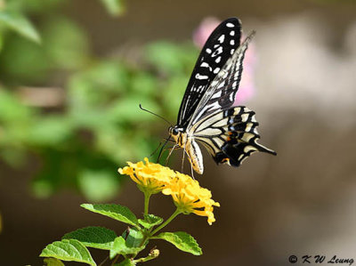 Papilio xuthus DSC_1779