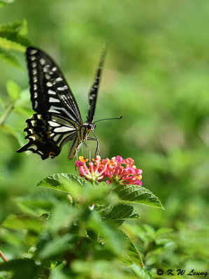 Papilio xuthus DSC_1602