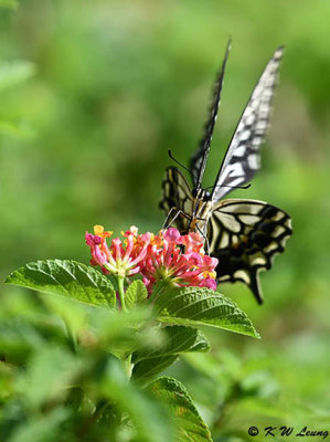 Papilio xuthus DSC_1612