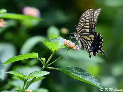 Papilio xuthus DSC_1991