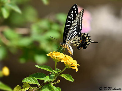 Papilio xuthus DSC_1781