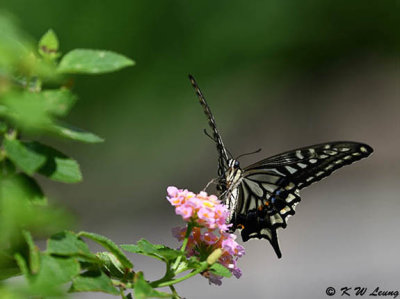 Papilio xuthus DSC_1800