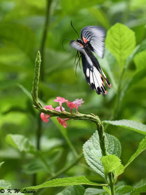 Papilio memnon DSC_2953