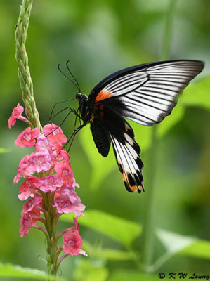 Papilio memnon DSC_2993