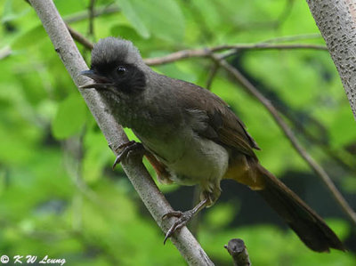 Masked Laughingthrush DSC_2933