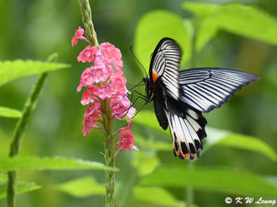 Papilio memnon DSC_2967