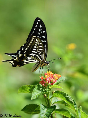 Papilio xuthus DSC_1634