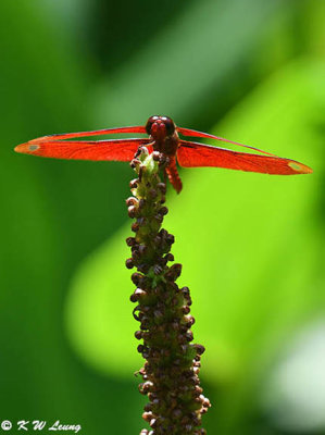 Neurothemis fulvia DSC_1859