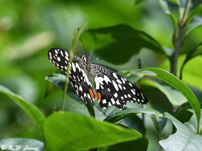 Papilio demoleus DSC_2908