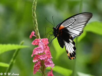 Papilio memnon DSC_2992