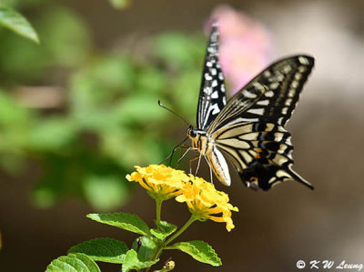 Papilio_xuthus_DSC_1775