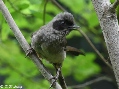 Masked Laughingthrush DSC_2932