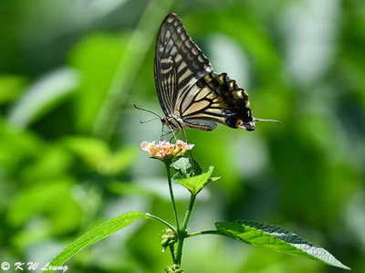 Papilio xuthus DSC_1899