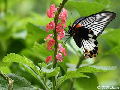 Papilio memnon DSC_2959