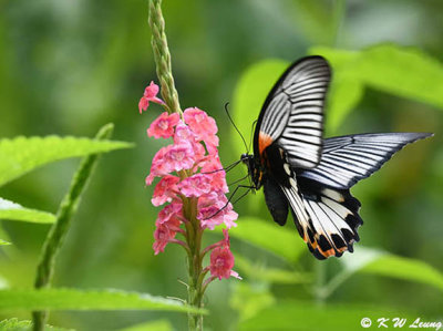 Papilio memnon DSC_2970