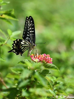 Papilio xuthus DSC_1604