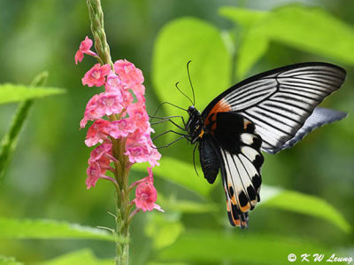 Papilio memnon DSC_2975