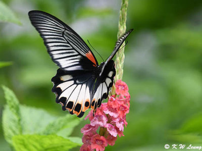 Papilio memnon DSC_3025