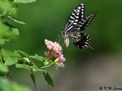 Papilio xuthus DSC_1809