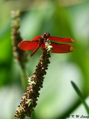 Neurothemis fulvia DSC_1851