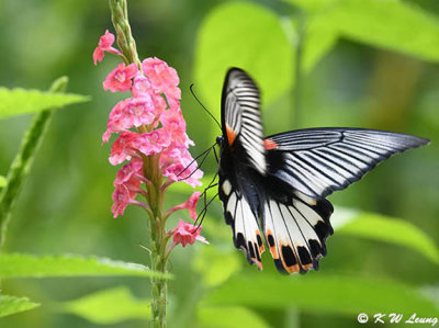 Papilio memnon DSC_2965