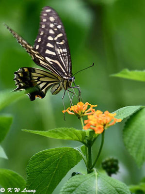 Papilio xuthus DSC_2013