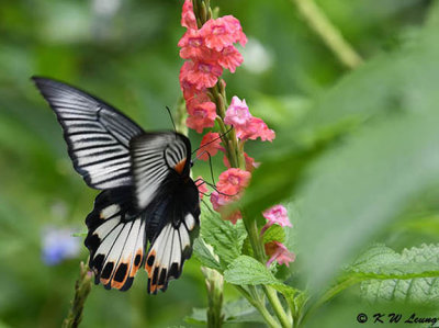 Papilio memnon DSC_3010