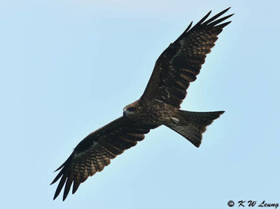 Black Kite DSC_3242