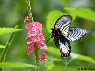 Papilio memnon DSC_2968