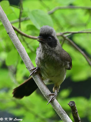 Masked Laughingthrush DSC_2935