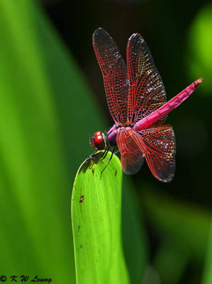 Trithemis aurora DSC_3276