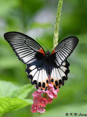 Papilio memnon DSC_3024