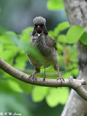 Masked Laughingthrush DSC_2922