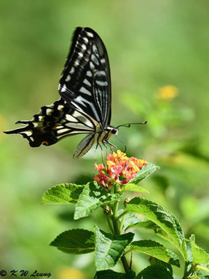 Papilio xuthus DSC_1636