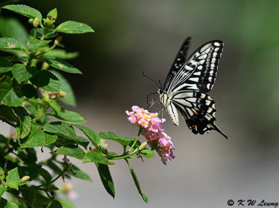 Papilio xuthus DSC_1741