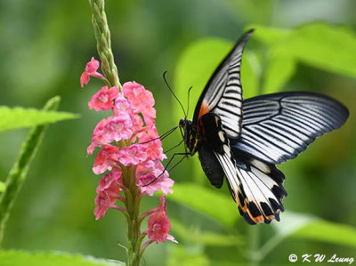 Papilio memnon DSC_2969