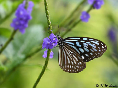 Ideopsis similis DSC_4297