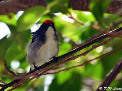 Scarlet-backed Flowerpecker DSC_5906