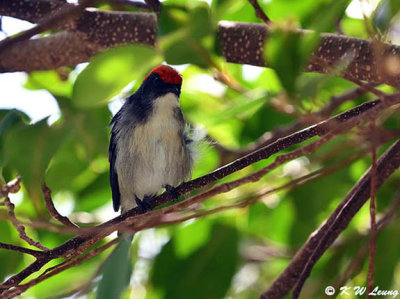 Scarlet-backed Flowerpecker DSC_5899