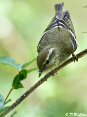Yellow-browed Warbler (黃眉柳鶯)