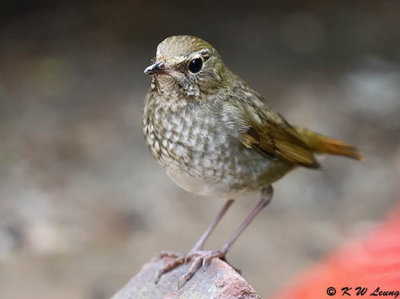 Rufous-tailed Robin DSC_6302