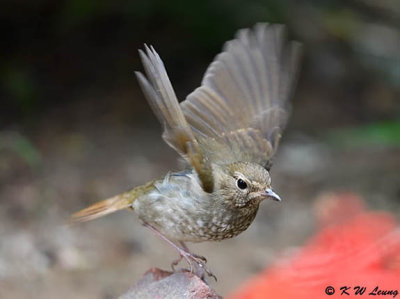 Rufous-tailed Robin DSC_6304