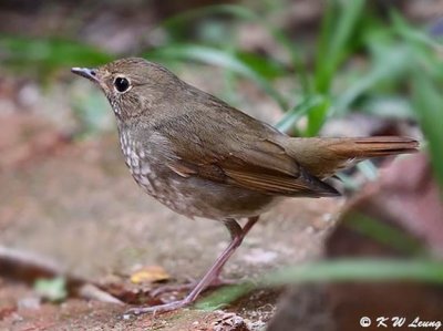 Rufous-tailed Robin DSC_6464